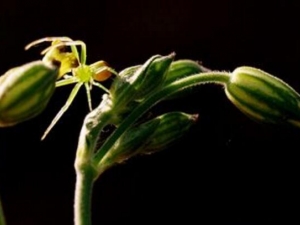 �̰�Ů¦�˵Ĺ�Ч������ �̰�Ů¦�˵ĸ���