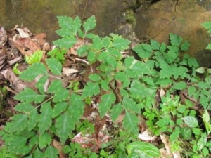 ���ĵ��Ĺ�Ч������ ���ĵ��ĸ���