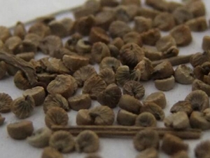 �������Ĺ�Ч������ ���������ٴ�Ӧ��