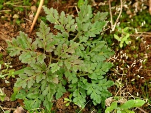 С�����Ĺ�Ч������ С��������ͷʹ��