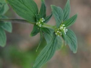 Ҷ೵ʹ_Ҷ೵ʹߵĹЧ|