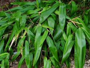 ��Ҷ����_��Ҷ������÷�|��������