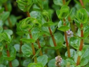 ҶˮҶ_ҶˮҶĹЧ|÷