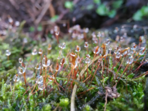 ��Ҷ��ͷ��_��Ҷ��ͷ�յĹ�Ч|��������