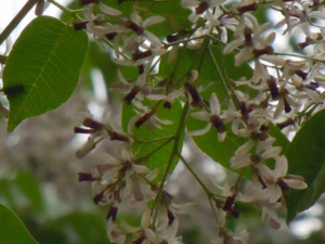 ��ɇ��_��ɇ���Ĺ�Ч|�÷�����