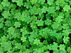 ţ�̽��ݵĹ�Ч������ ţ�̽��ݵĸ���