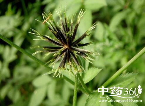 大狼把草的功效与作用 大狼把草的用法用量和使用禁忌 - 中药360