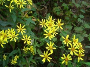 �������Ĺ�Ч������ �����������̴���