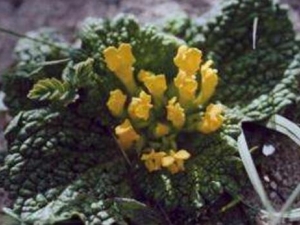 �����εĹ�Ч������ ��������ȥ�׻�����