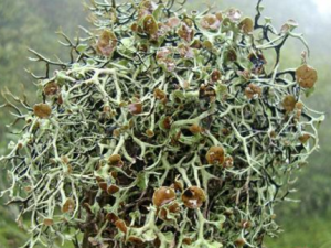 �������˲��������ʳ����Щ ���������������