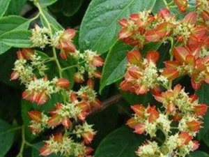 ��ݵĹ�Ч������ ���������ʹ��