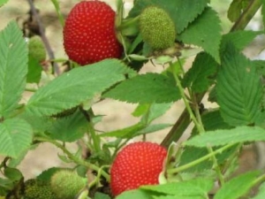 �����ݵĹ�Ч������ ���������׽ӹ���