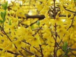 �����̵Ĺ�Ч������ �����̵ĸ���