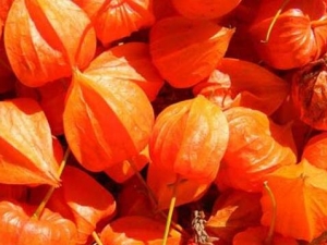 �Ὤ�Ĺ�Ч������ �Ὤ��ȥ����