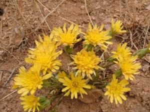 ���ѻ��_���ѻ�еĹ�Ч|��������