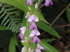 ���_��𻨵Ĺ�Ч|�÷�����