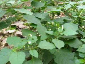 ������Ҷ_������Ҷ�Ĺ�Ч|�÷�����