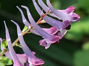 ��������_���������Ĺ�Ч����|�÷�����