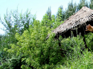 ����_���ܵĹ�Ч|��������