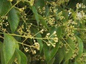 ������Ĺ�Ч������ ��������÷�����