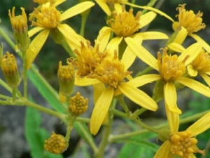 ��׶��ݵĹ�Ч������ ��׶��������۴���