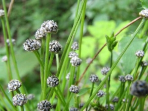 �Ⱦ��ݵĹ�Ч������ �Ⱦ���������Ŀ����ʹ��