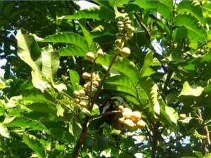 ��Ҷɽ鬵Ĺ�Ч������ ��Ҷɽ鬵ĸ�������