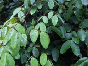 ��Ҷ��ʵ�Ĺ�Ч������ ��Ҷ��ʵ�ĸ�������