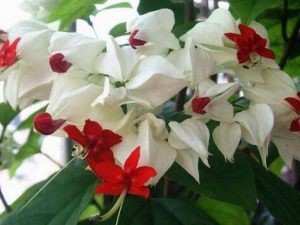 ������Ĺ�Ч������ ����������޼�