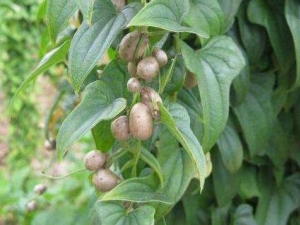 ɽҩ���Ĺ�Ч������ ɽҩ����ʳ�ý���