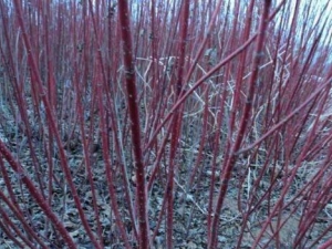 ����ľ�Ĺ�Ч������ ����ľ���ιؽ�����