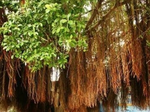 ������Ĺ�Ч������ ����������Ƥ����