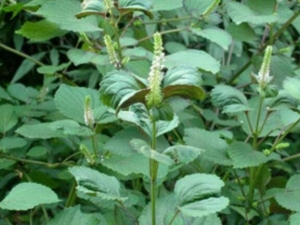 �������������� ������������Ч ������������������