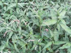 ����ޤ�Ĺ�Ч������ �ⶾ��ʪ