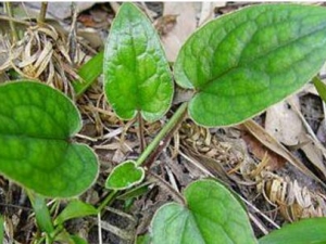 ��Ƥ�ݵĹ�Ч������ ��Ƥ�ݵļ�ֵ