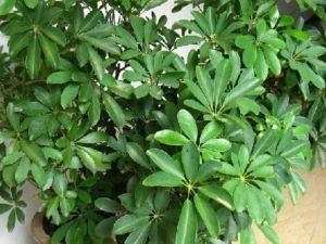 ���Ʋ�ļ�ֵ ���Ʋ������ֳ