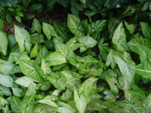 ����ɢ���� ����ɢ��Ч ����ɢ��������ʹ��