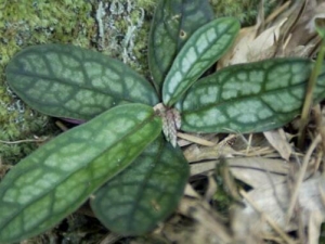 ��Ҷ��ţ�Ĺ�Ч������ ��Ҷ��ţ���ο�����