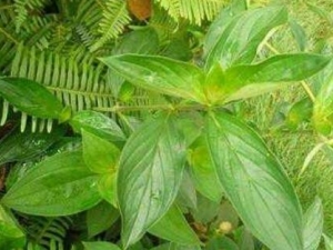 ��Ҷ��ݵĹ�Ч������ ��Ҷ������α�Ѫ��