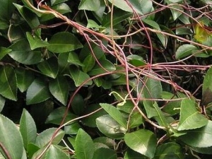 ʯ���ٵĹ�Ч������ ʯ�������θ�����