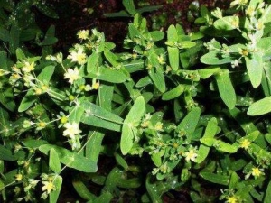 ��Ծ��ݵĹ�Ч������ ��Ծ��������¾�������