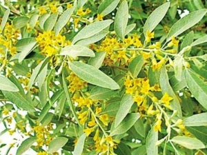 ɳ�滨�Ĺ�Ч������ ɳ�滨�ĸ���