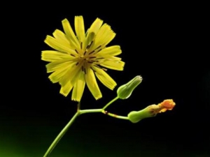 ���Ʋ˵Ĺ�Ч������ ���Ʋ˵ĸ�������