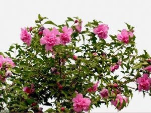 ľ���ӵĹ�Ч������ ��λ�̵ ��ƫ��ͷ�磡