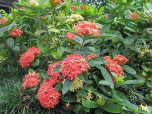 ���������Ĺ�Ч������ ���������ĸ�������