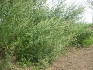 ������Ĺ�Ч������ ���������θ�����