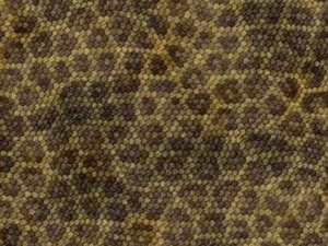 ˮ��Ƥ�Ĺ�Ч������ ˮ��Ƥ�ܽ⴯����