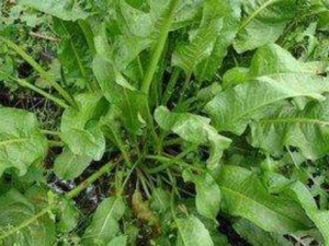 ������Ĺ�Ч������ ����������ƺ���Ǵ���