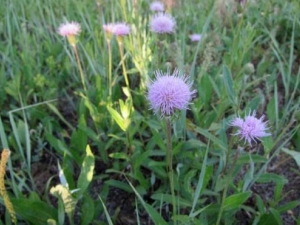 ��̶��˵Ĺ�Ч������ ��̶��˵��÷�����