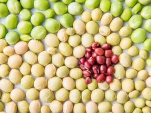 �����Ӫ����ֵ����Ч ���㶹�ܸ���������